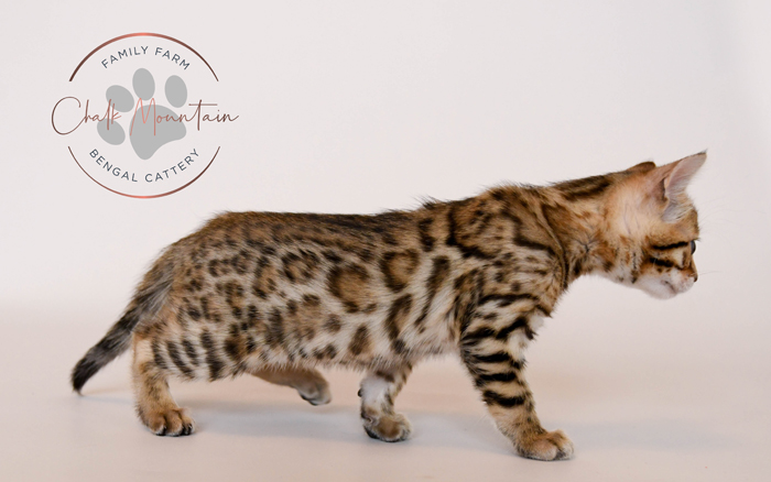 Bengal kitten for sale